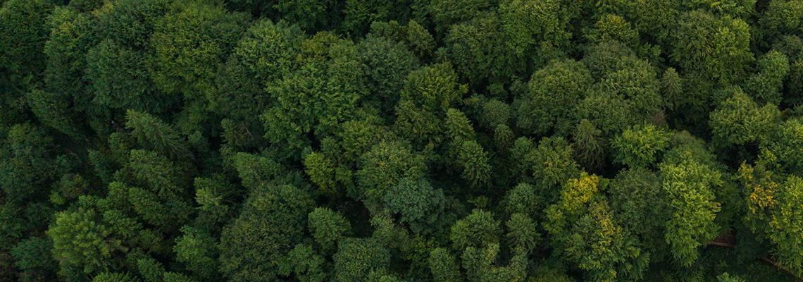 Forêt